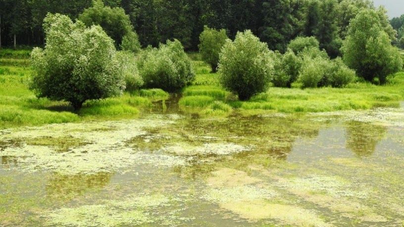 Evropska komisija objavila plan za zaštitu biodiverziteta